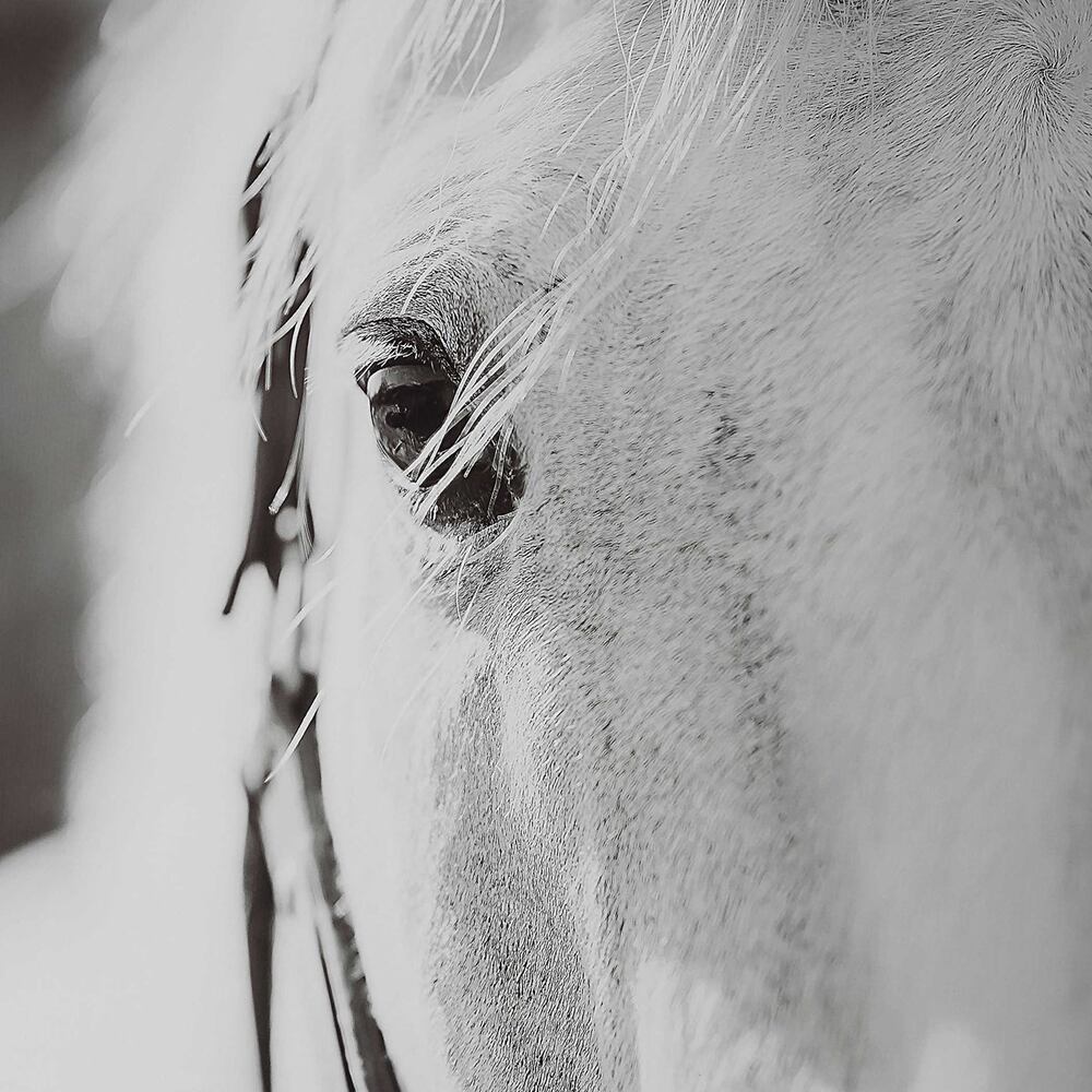 Close-up of horse's soulful eyes in a monochromatic portrait.