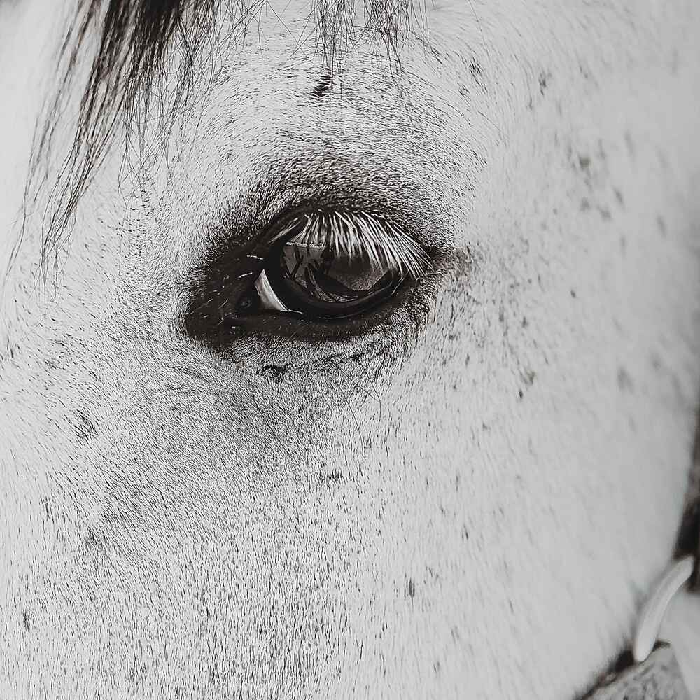 Soulful horse portrait with layered white matting.