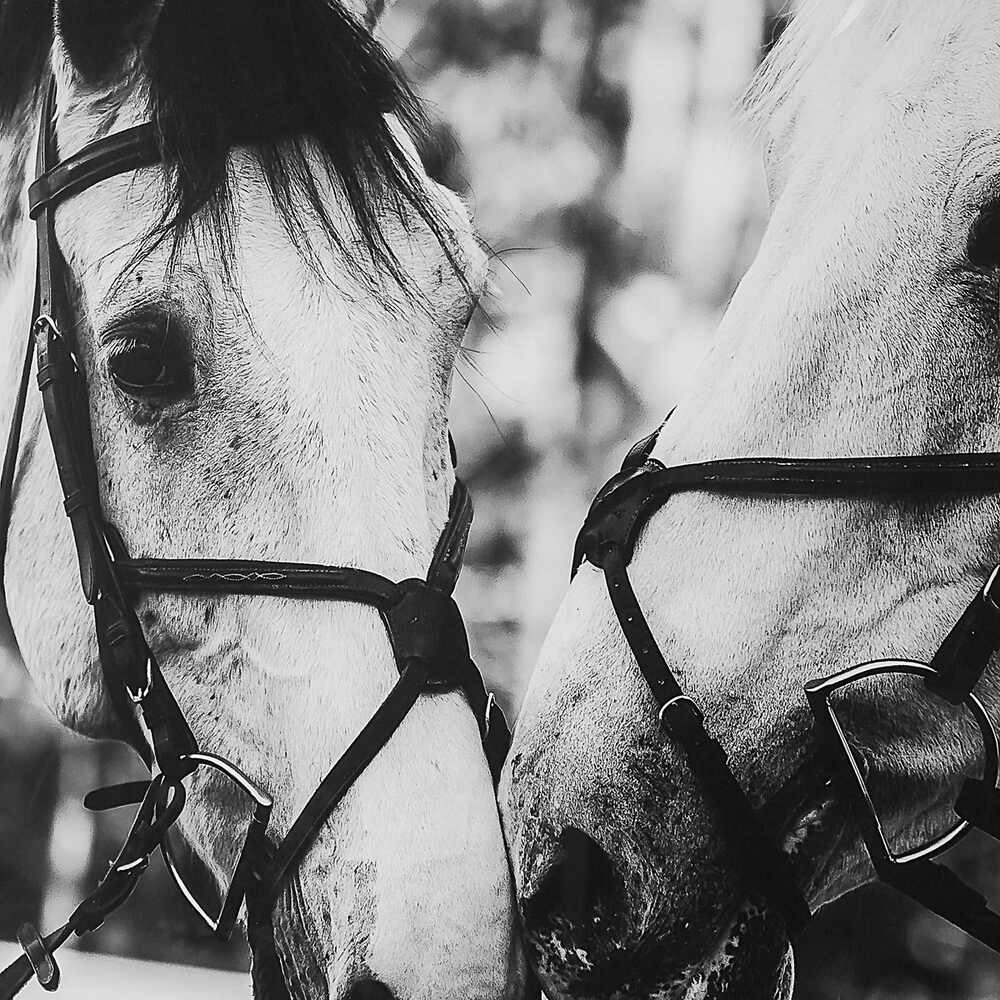 Artistic photograph of two horses in an intimate moment, framed with a black border and white mat.