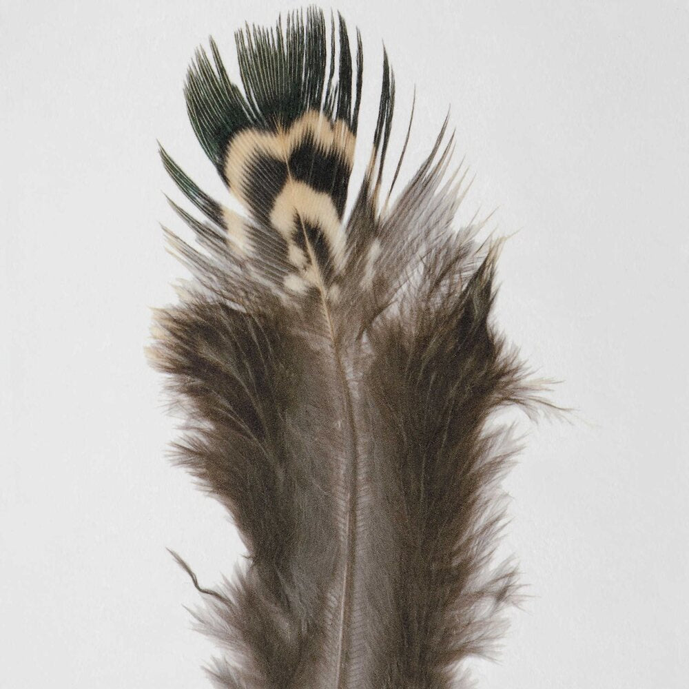 feather of a bird