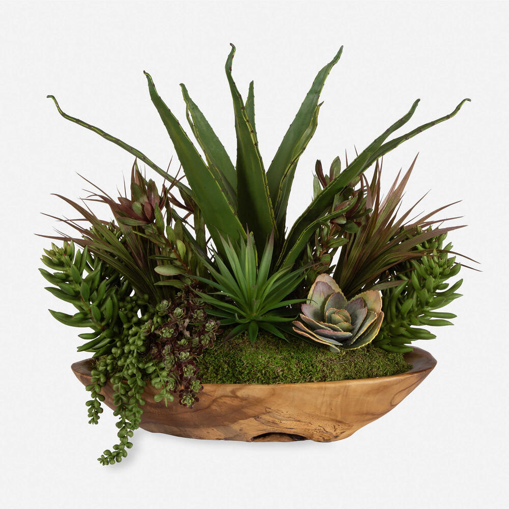 Elegant succulent arrangement with Stellar Mix varieties in a natural teak wood bowl.