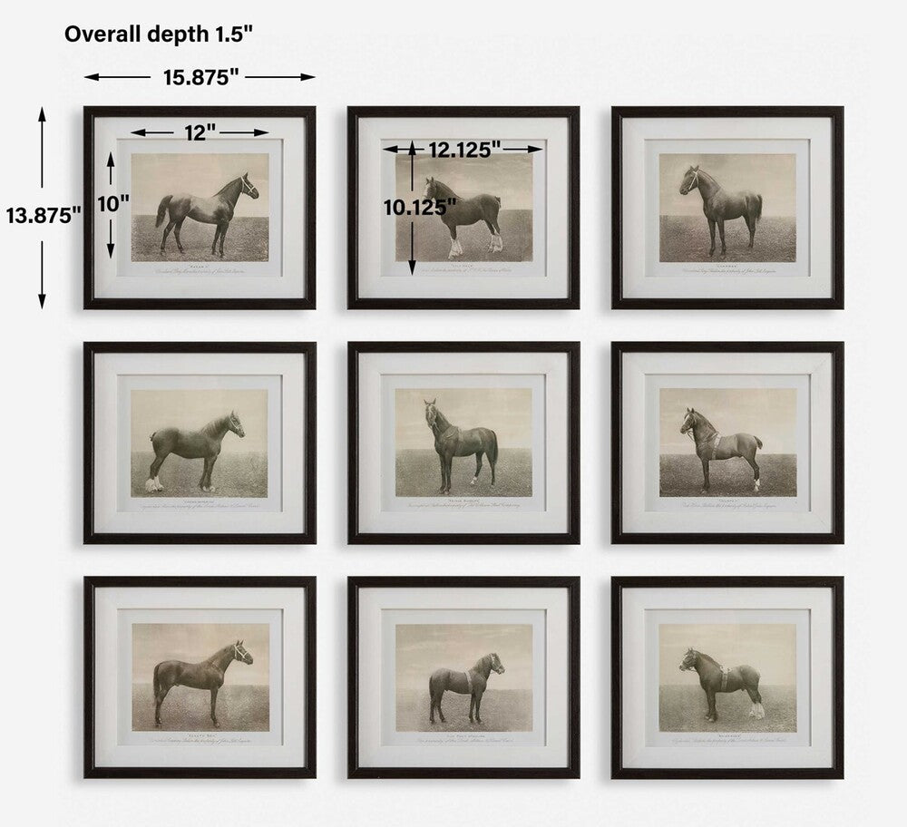 Stylish equine wall art set with nine framed horse sketches, featuring antique-style prints, walnut frames, and glass protection.