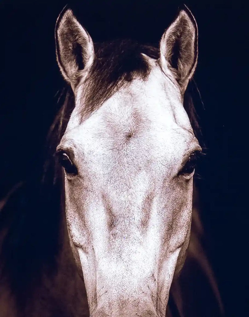 A close-up view of the Tan Horse Headshot Framed Print showcasing the intricate details of the horse’s vibrant coat and powerful, poised expression.